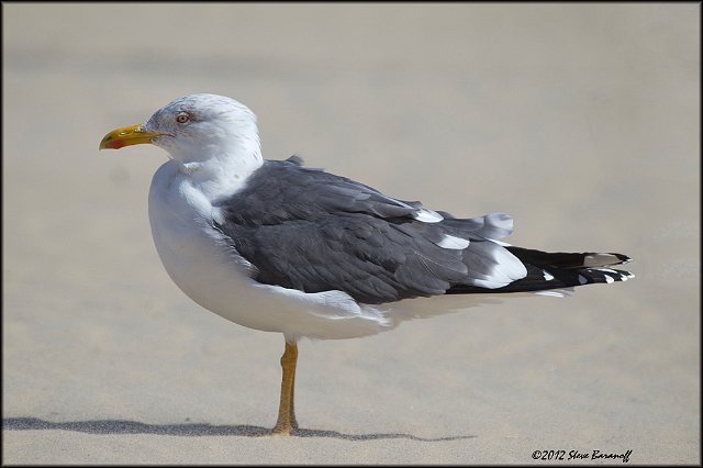 _2SB4753 lesser black-backed gull.jpg